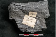 Foto (Detailansicht) von Asplenium hochstetteri Unger (NHMW-GEO-2024-0188-10300)